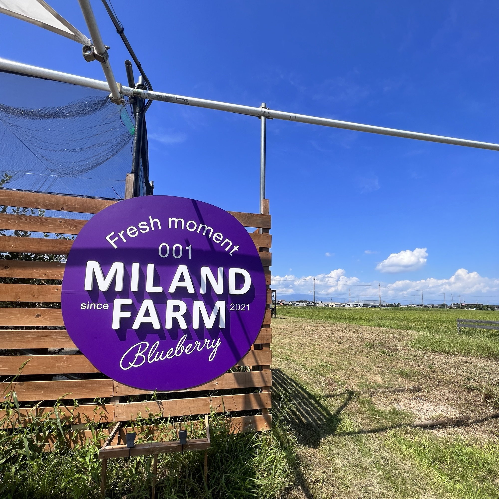 輪之内町 ブルーベリー狩り MILAND FARM ミランダファーム