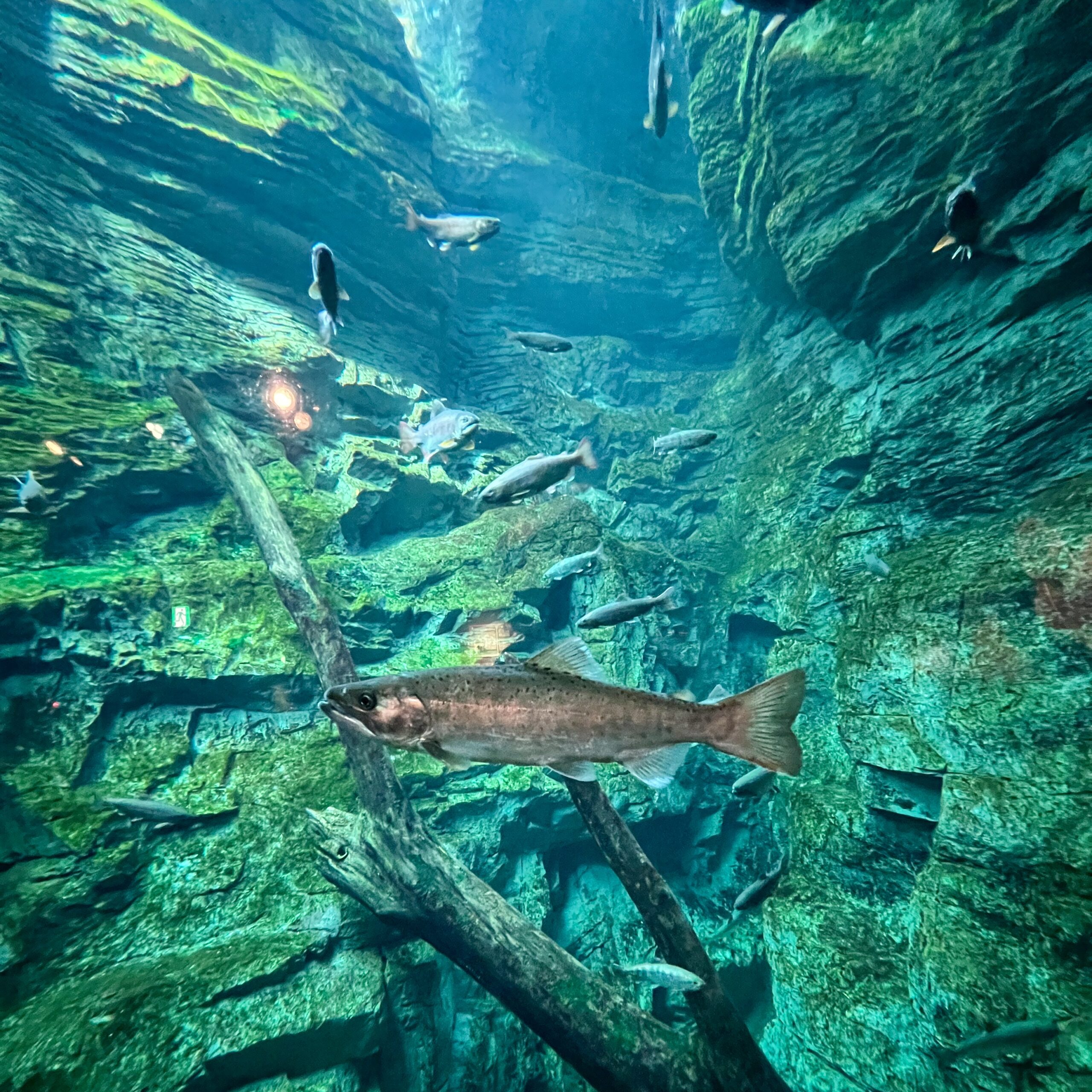 岐阜県各務原市 世界淡水魚園水族館 アクアトト