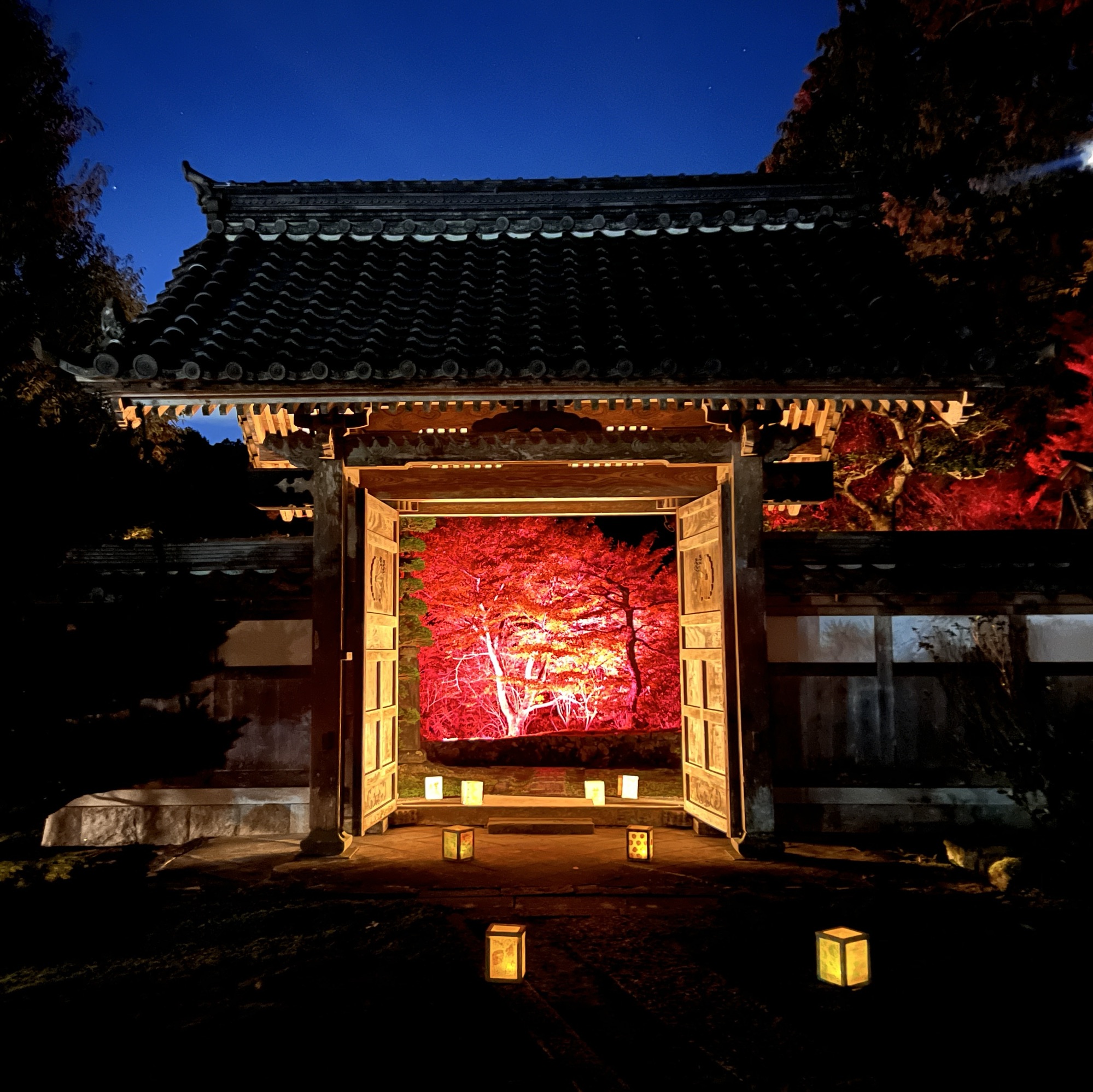 山県市東光寺 秋の特別拝観ライトアップ