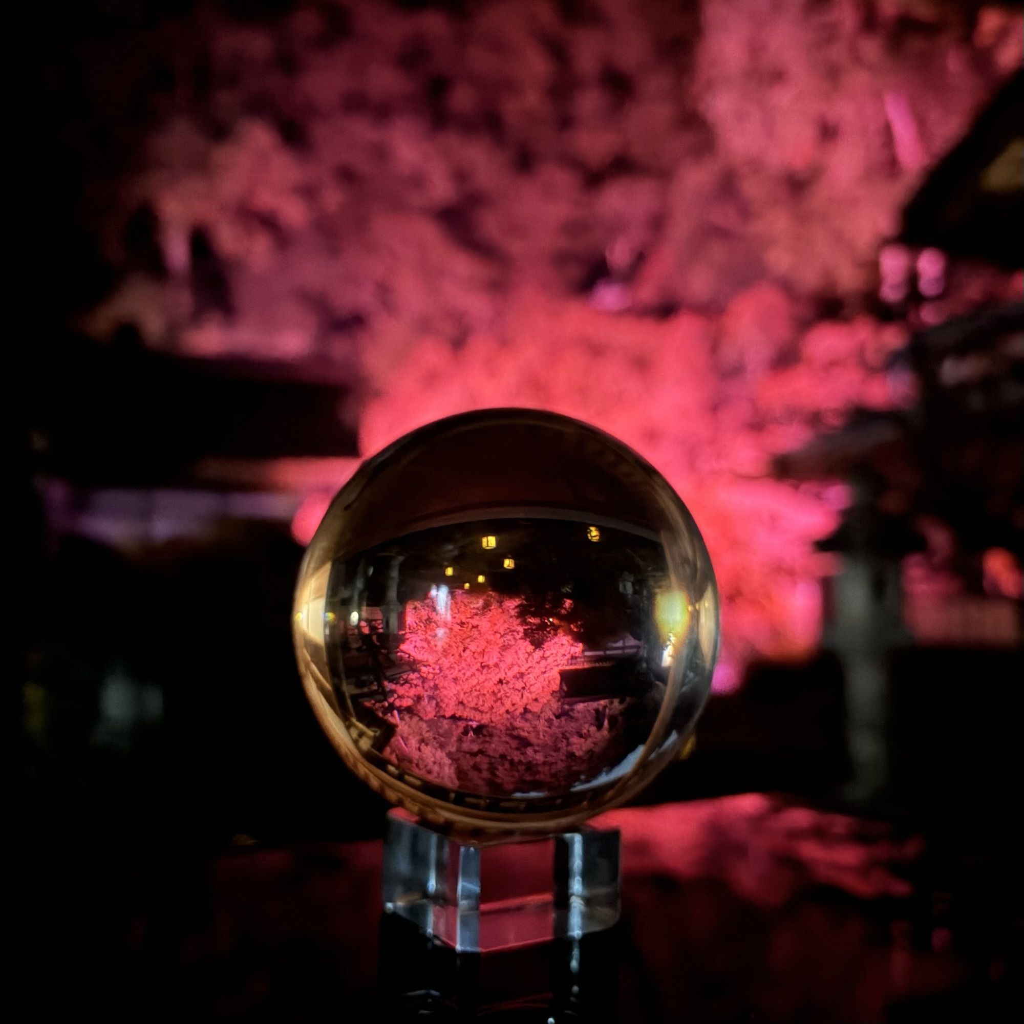 山県市東光寺 秋の特別拝観ライトアップ