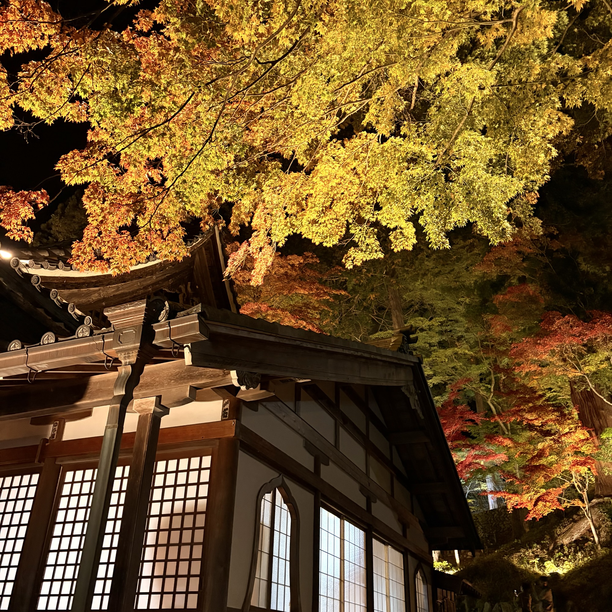 下呂温泉街 温泉寺 紅葉ライトアップ