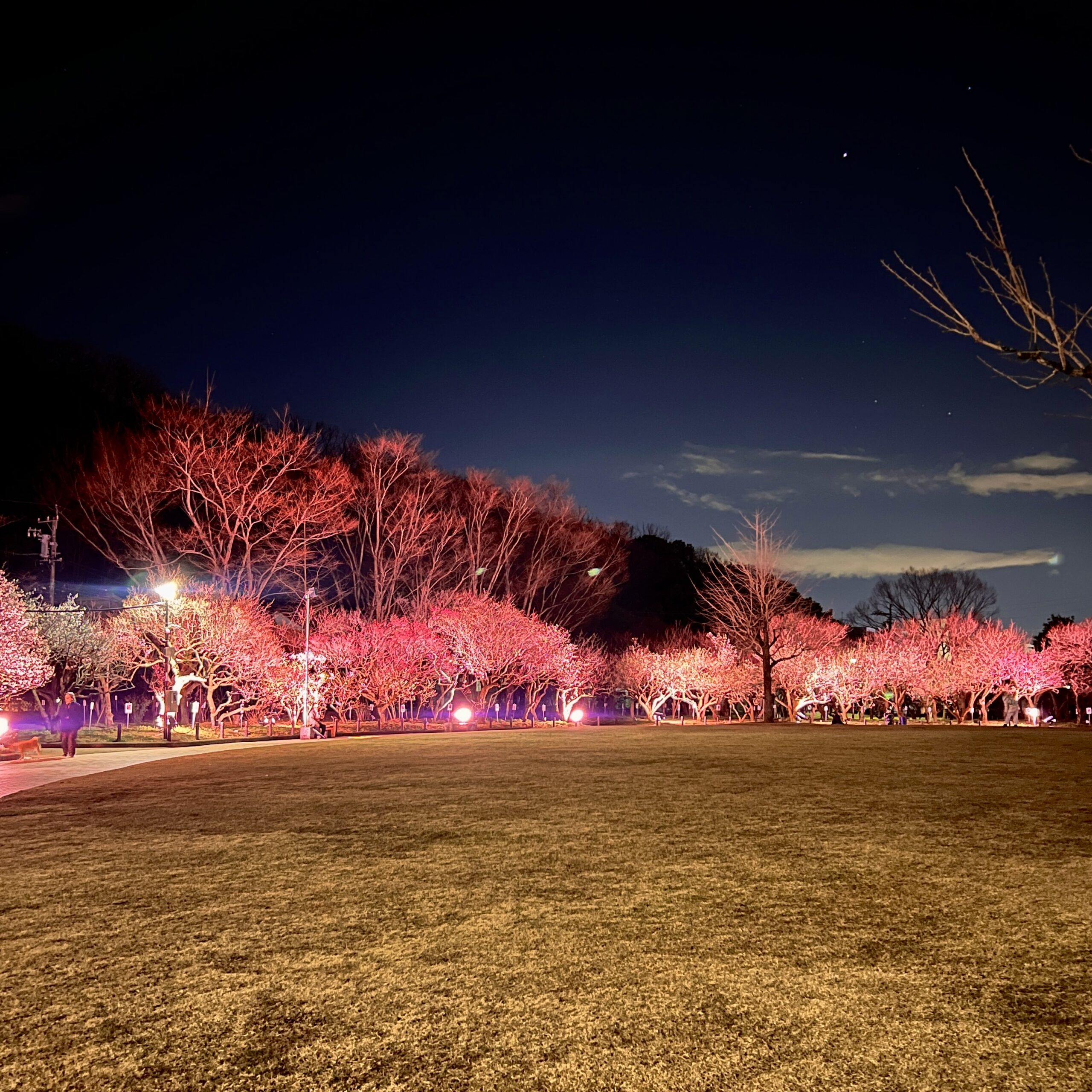 岐阜市 梅林公園 ライトアップ