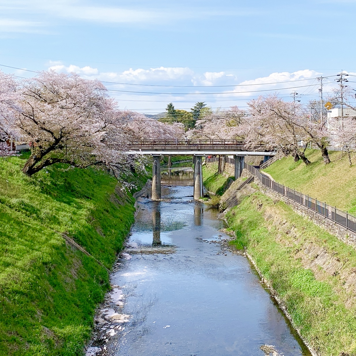 各務原市 桜まつり 百十郎桜