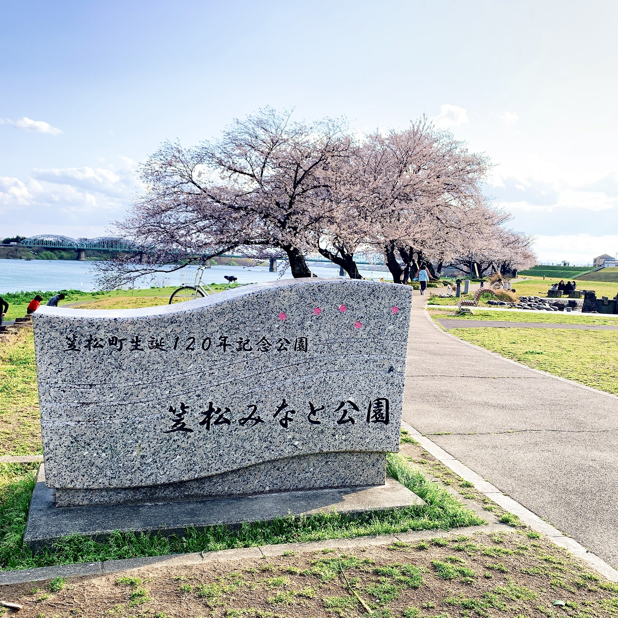 笠松町 笠松みなと公園 桜
