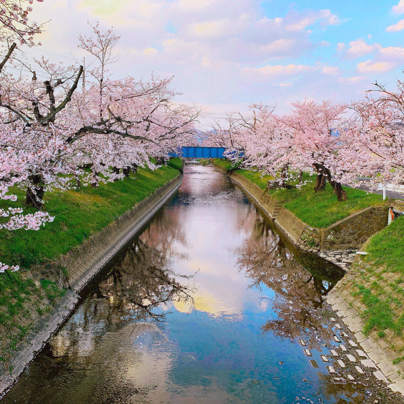 各務原市 桜まつり 百十郎桜