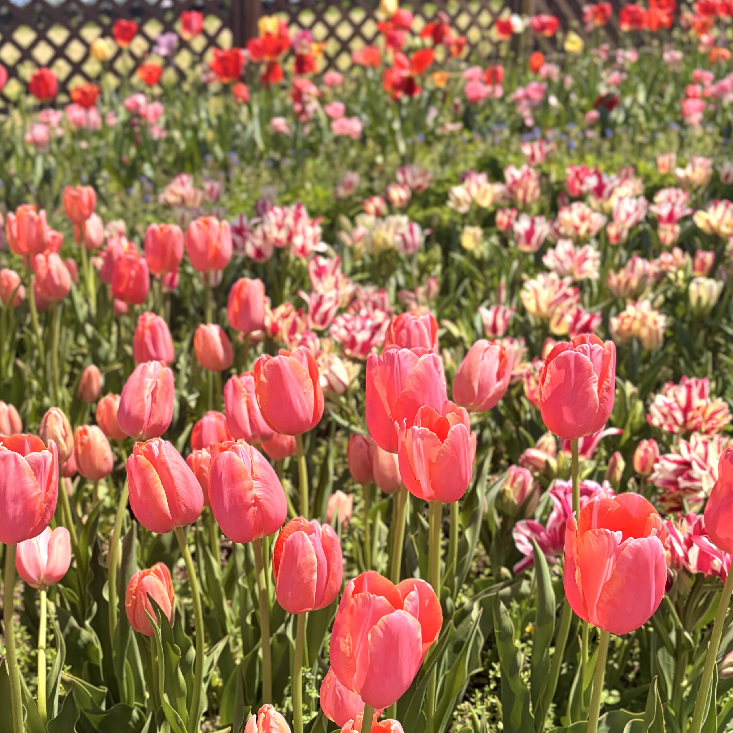 海津市 国営木曽三川公園 チューリップ祭り