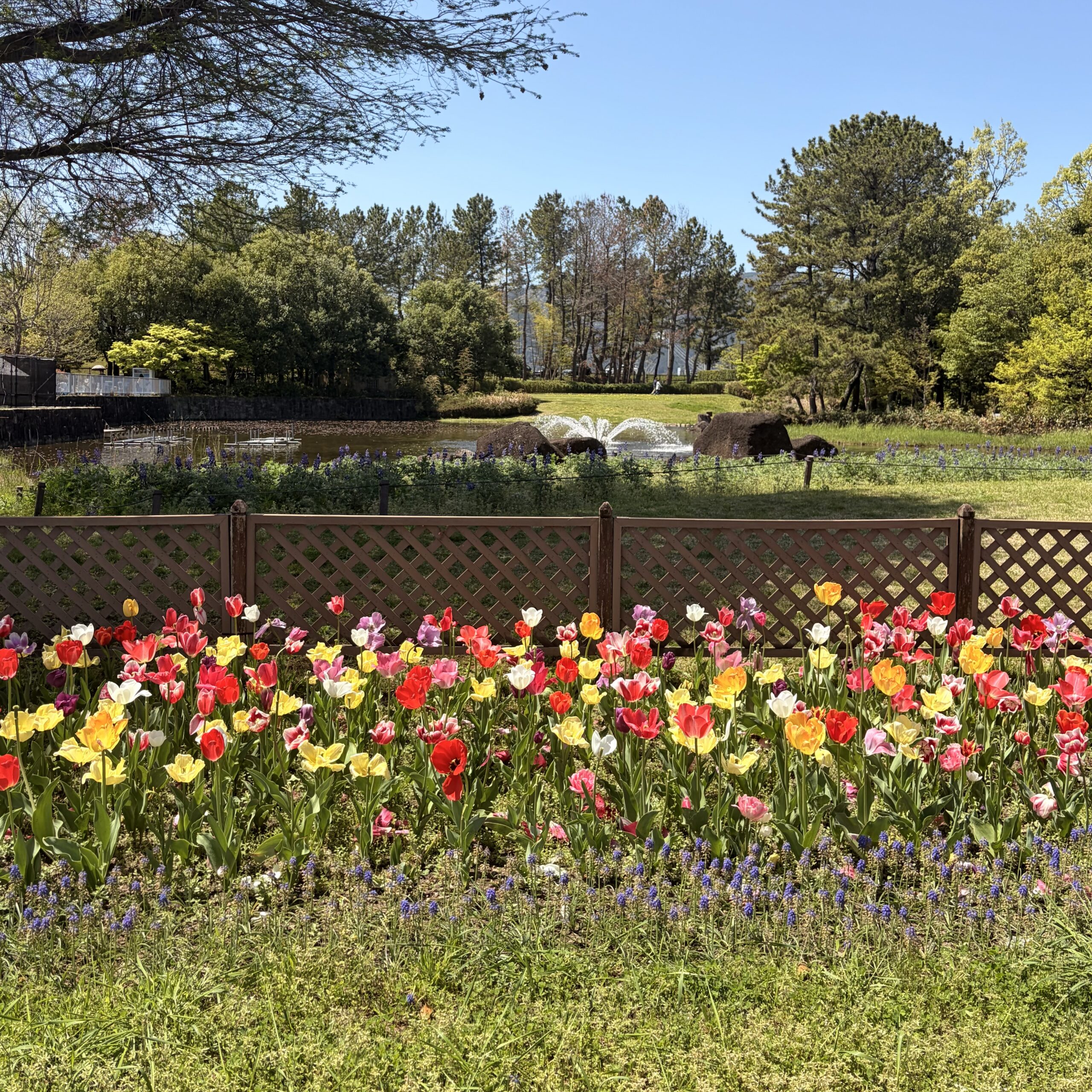 海津市 国営木曽三川公園 チューリップ祭り
