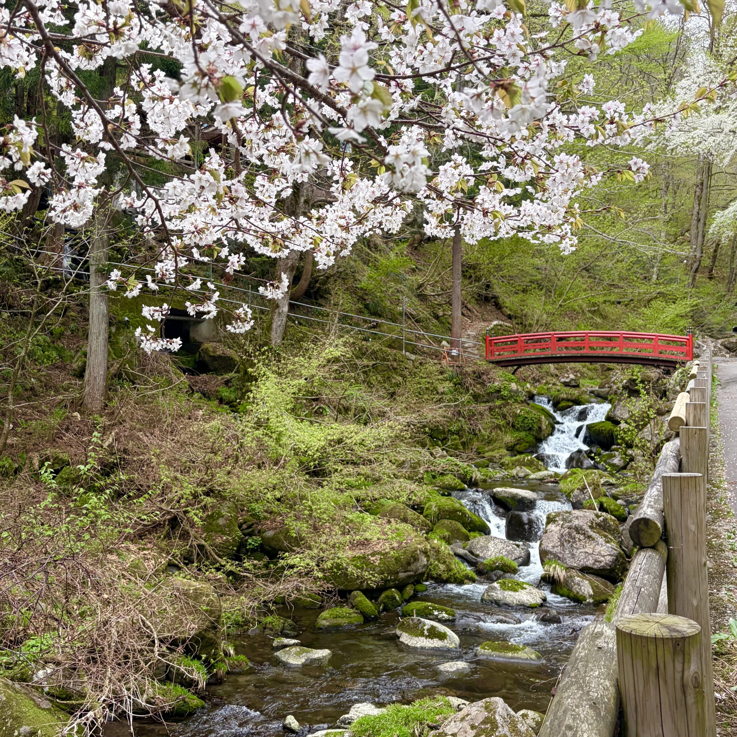 郡上市 阿弥陀ヶ滝(あみだたき)