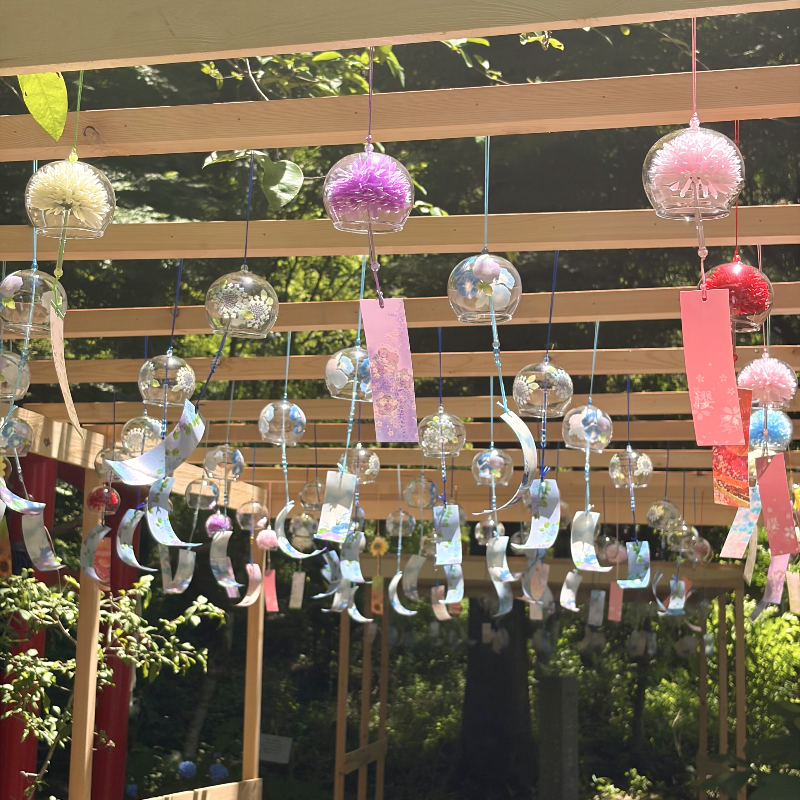郡上市 桂昌寺 あじさい祭り