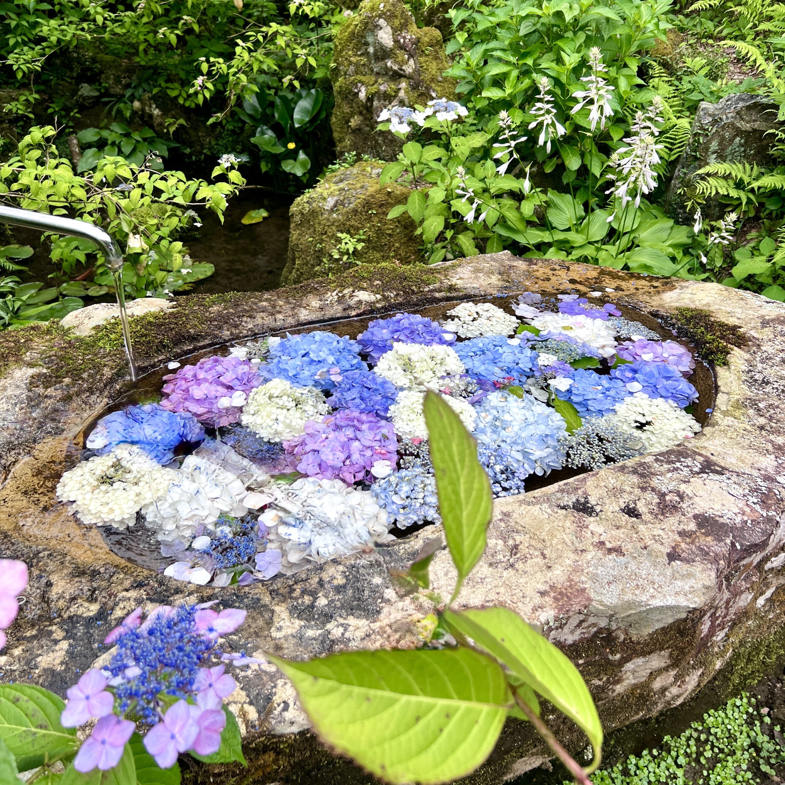 山県市 あじさいの山寺 三光寺 紫陽花 花手水