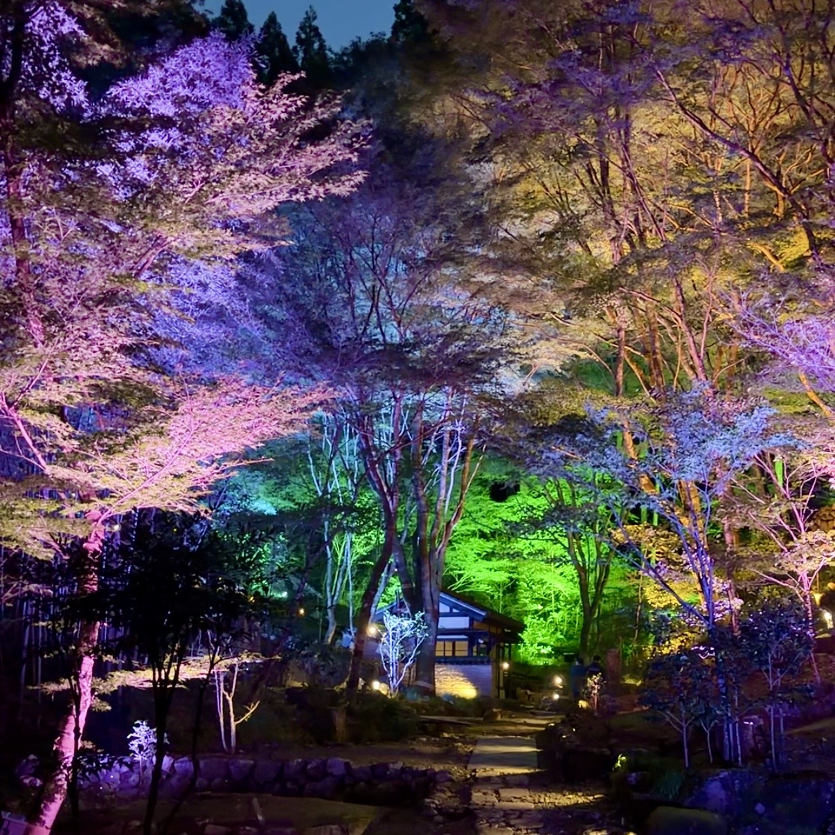 荒川豊蔵記念館 緋色の森 紅葉ライトアップ 可児市